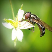 /album/fahabatto/photolia-a02-jpg/