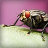 /album/fahabatto/photolia-a08-jpg/